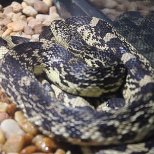 Florida Kingsnake (L. g. floridana)