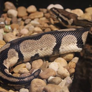 Ball Python (Python regius)
