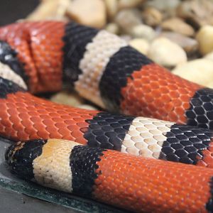 Pueblan Milk Snake (L. t. campbelli)