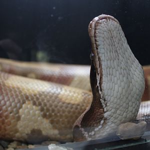 Blood Python (Python brongersmai)