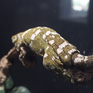 Leachianus Gecko (Rhacodactylus leachianus)