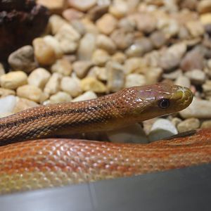 Eastern / Yellow Rat Snake (P. quadrivittatus)