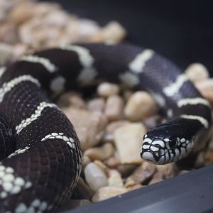 California Kingsnake (Lampropeltis californiae)