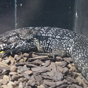 Black-and-White Tegu (Salvator merianae)