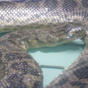 Yellow Anaconda (Eunectes notaeus)