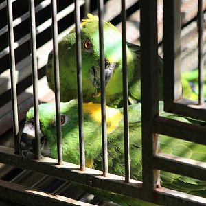 Yellow-Naped Amazons (Amazona auropalliata)