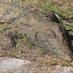 Nile Crocodile (Crocodylus niloticus ssp.)