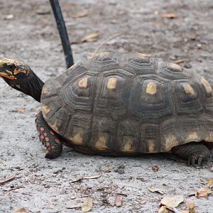 Red-Footed Tortoise (Chelonoidis carbonarius)