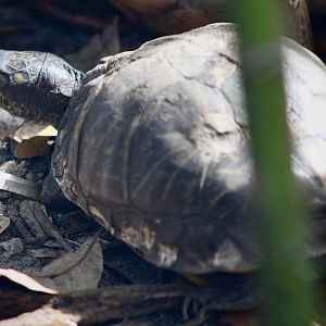 Florida Box Turtle (T. c. bauri)