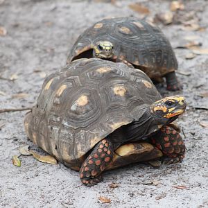 Red-Footed Tortoises (Chelonoidis carbonarius)