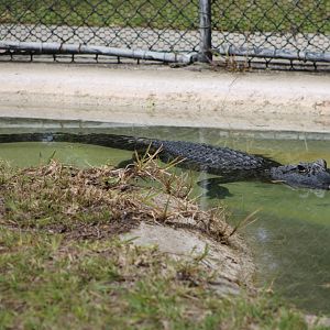 American Alligator (Alligator mississippiensis)