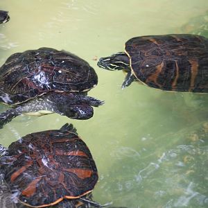 Peninsula Cooter (Pseudemys peninsularis) + Pond Sliders (Trachyemys scripta ssp.)