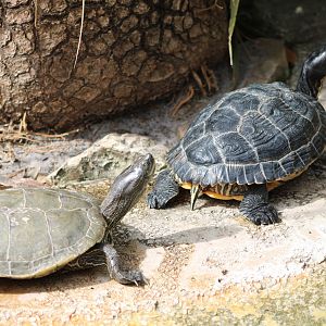 False Map Turtle (G. pseudogeographica) + Yellow-Bellied Slider (T. s. scripta)