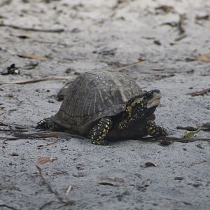 Florida Box Turtle (T. c. bauri)