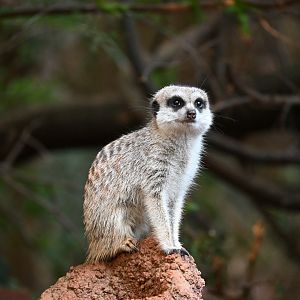 Slender Tail Meerket- Perth Zoo 2025
