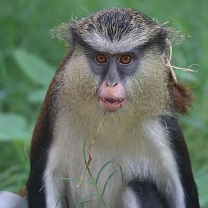 Mona Meerkat