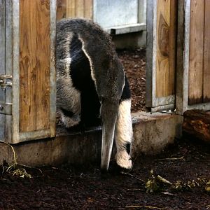 Giant anteater (Myrmecophaga tridactyla)