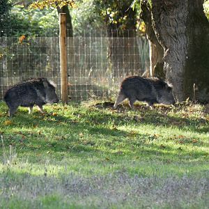 Chacoan peccary (Catagonus wagneri)