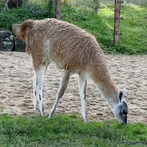 Guanaco (Lama guanicoe)