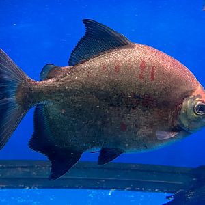 Blacktip Parrot-beaked Pacu (Tometes ancylorhynchus)