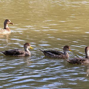Yellow-billed pintail (Anas georgica spinicauda)