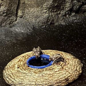 Vampire Bats - Night Hunters