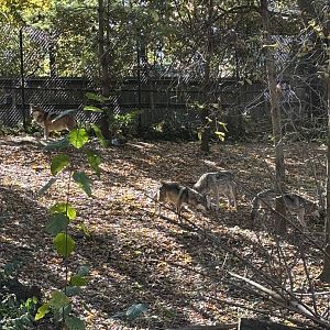 Mexican Grey Wolves