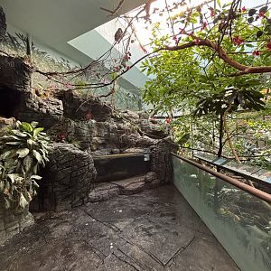 South America Aviary - Wings of the World