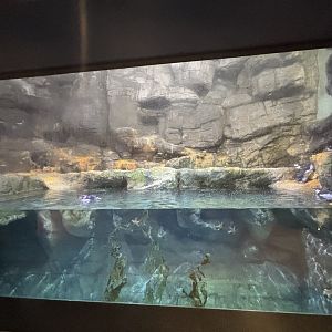 Rocky Coast Exhibit - Wings of The World