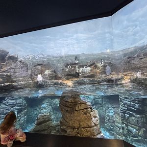 Southern Ocean - Wings of the World