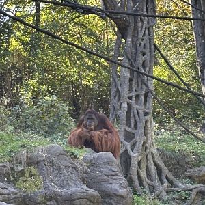 Henry the Sumatran Orangutan - Jungle Trails