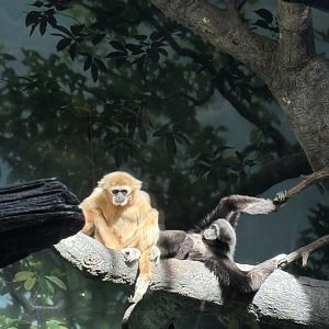 Hosen and Kavi the White Handed Gibbons - Jungle Trails