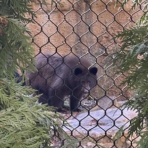 Hazel the Black Bear - Black Bear Ridge