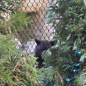 Hazel the Black Bear - Black Beat Ridge