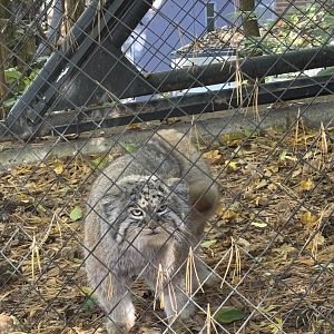 Mushu the Pallas Cat - Night Hunters