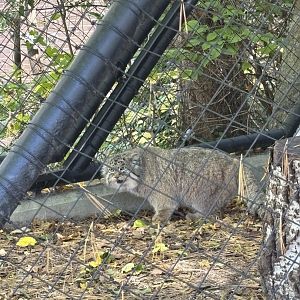 Mushu the Pallas Cat - Night Hunters
