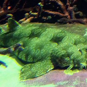 Wobbegong ID?