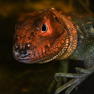 Northern caiman lizard