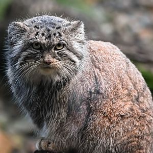 Pallas's cat