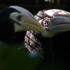 Palawan hornbills