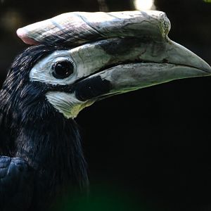 Palawan hornbill
