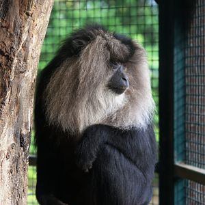Lion-tailed Macaque (Macaca silenus), 13-09-25