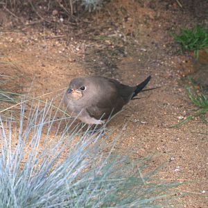 Collared Pratincole (Glareola pratincola), 13-09-25