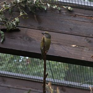 Common Crossbill (Loxia curvirostra curvirostra), 13-09-25