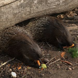 Indian Crested Porcupine (Hystrix indica), 13-09-25