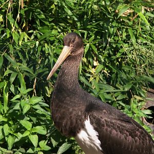 Black Stork (Ciconia nigra), 13-09-25