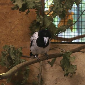 Hooded Butcherbird (Cracticus cassicus), 13-09-25