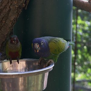 Blue-headed Parrot (Pionus menstruus) and Venezuelan Parakeet (Pyrrhura emma), 13-09-25