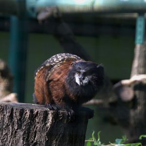 Red-mantled Saddle-back Tamarin (Leontocebus lagonotus), 13-09-25