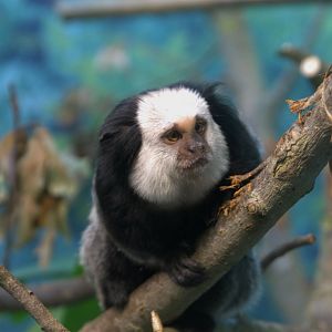 Geoffrey's Tufted-ear Marmoset (Callithrix geoffroyi), 13-09-25